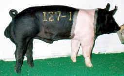mclemoreboar.jpg (34676 bytes)