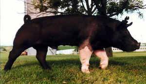Triple Threat  -  Purchase Semen Now